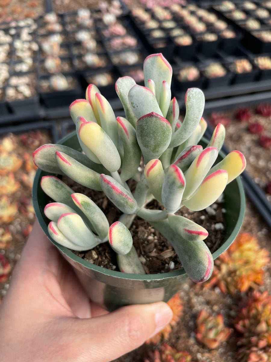 Rare Succulents - Cotyledon orbiculata Varigated Long Leave