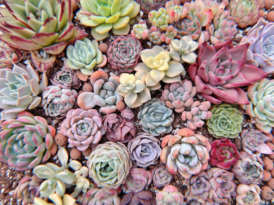 Rare Succulents - Succulents Mystery Box