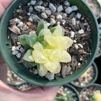 Rare Succulents - Haworthia cooperi variegata