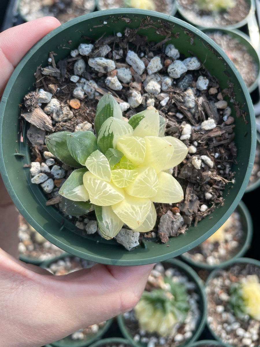 Rare Succulents - Haworthia cooperi variegata