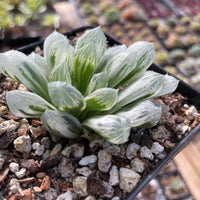 Rare Succulents - Haworthia White Cooperi Variegata cluster