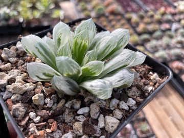 Rare Succulents - Haworthia White Cooperi Variegata cluster