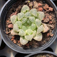 Rare Succulents - Haworthia White Cooperi Variegata cluster