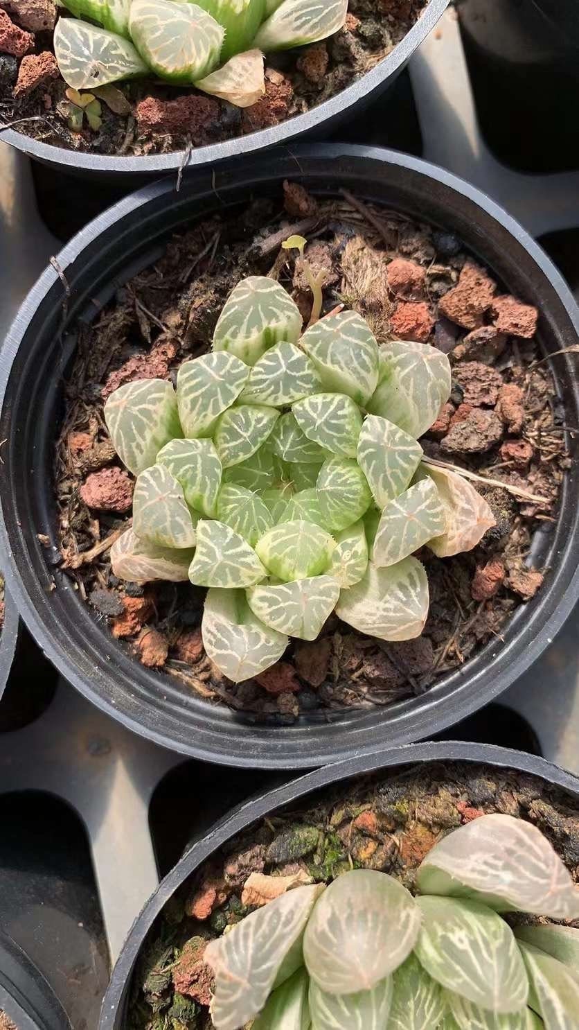 Rare Succulents - Haworthia White Cooperi Variegata cluster