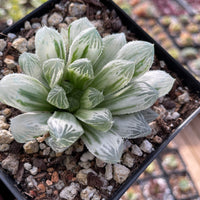 Rare Succulents - Haworthia White Cooperi Variegata cluster