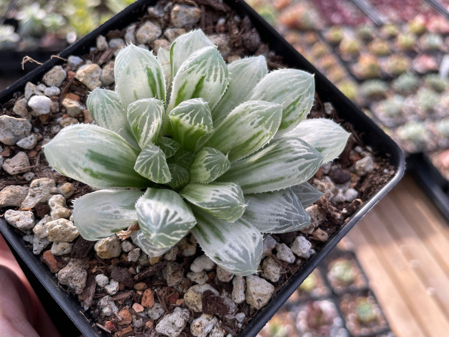 Rare Succulents - Haworthia White Cooperi Variegata cluster