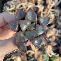 Rare Succulents - Haworthia Springbokvlakensis ‘Crystal Ball’