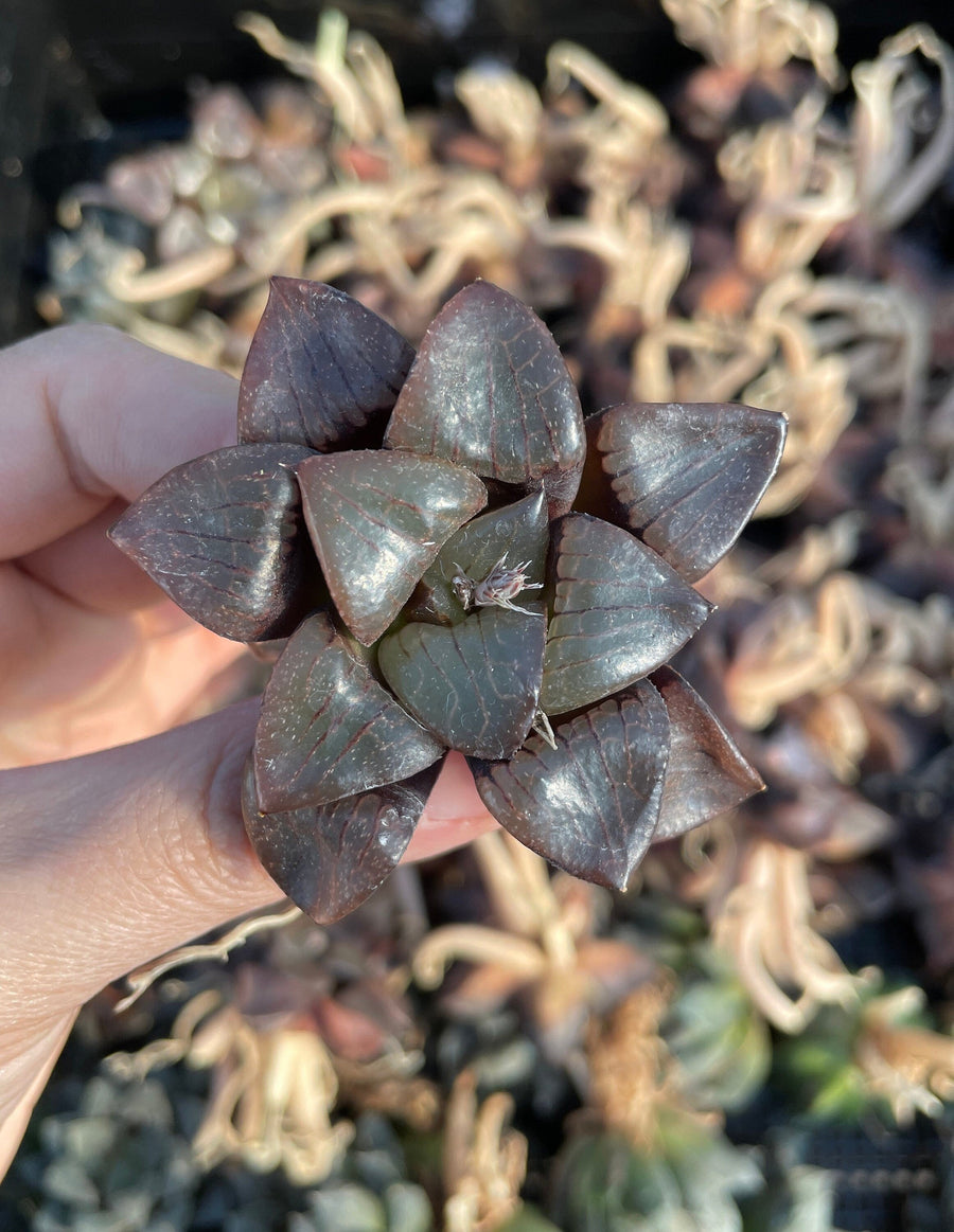 Rare Succulents - Haworthia Springbokvlakensis ‘Crystal Ball’