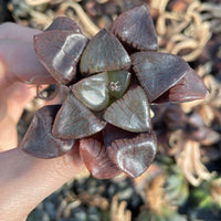 Rare Succulents - Haworthia Springbokvlakensis ‘Crystal Ball’