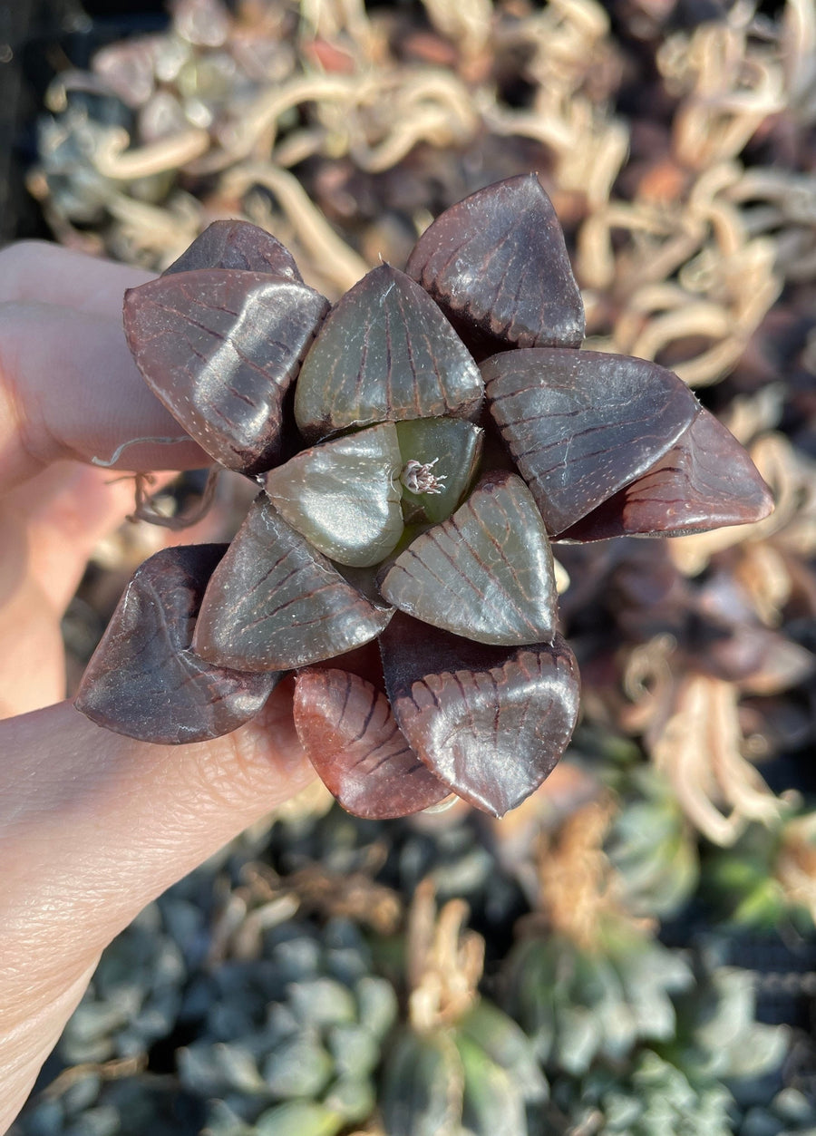 Rare Succulents - Haworthia Springbokvlakensis ‘Crystal Ball’