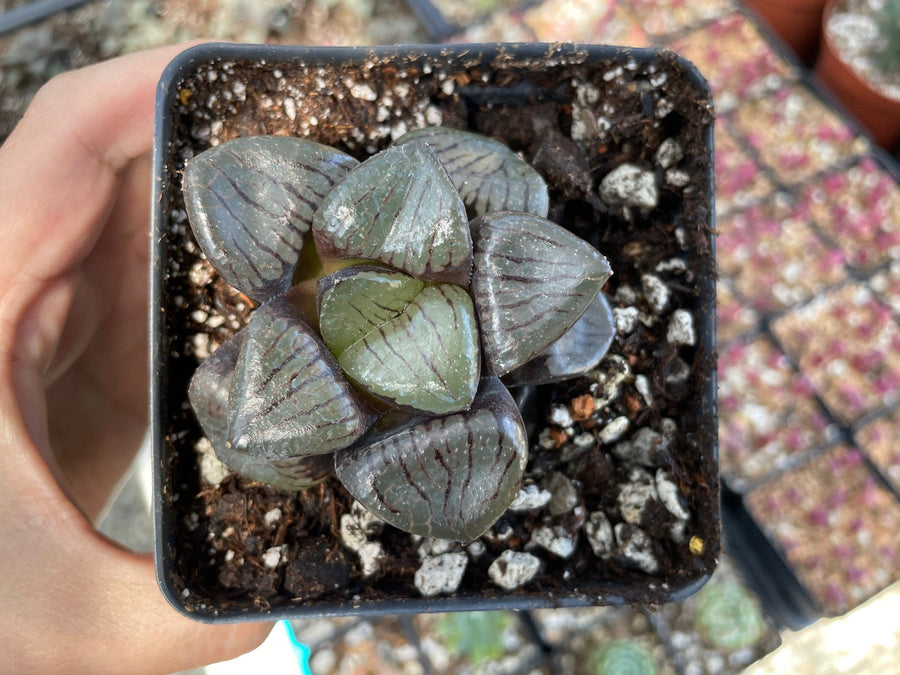 Rare Succulents - Haworthia Springbokvlakensis ‘Crystal Ball’