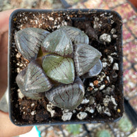 Rare Succulents - Haworthia Springbokvlakensis ‘Crystal Ball’