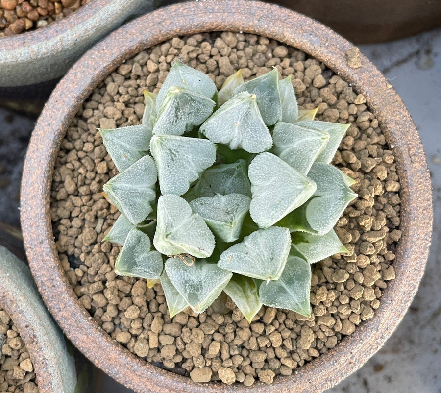 Rare Succulents - Haworthia Love (3")