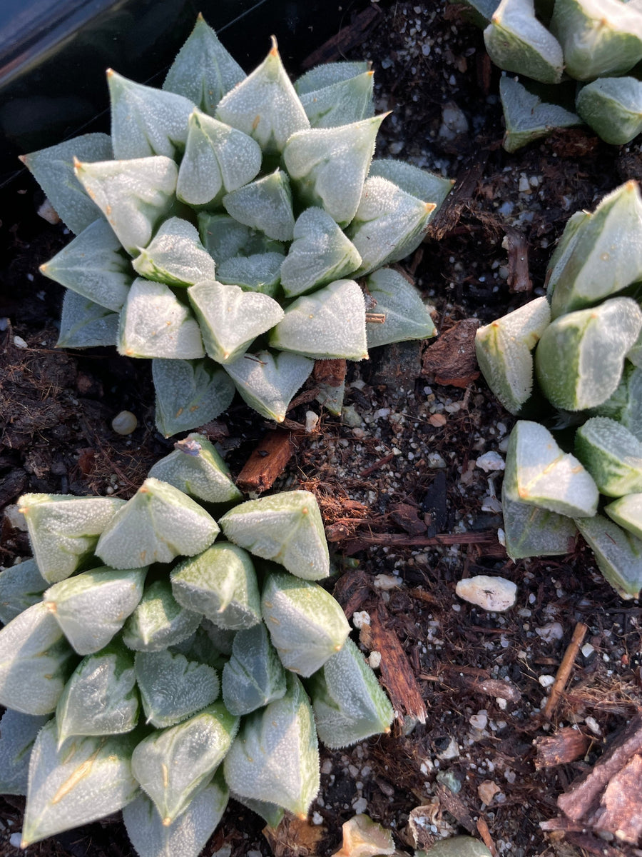 Rare Succulents - Haworthia Love (3")