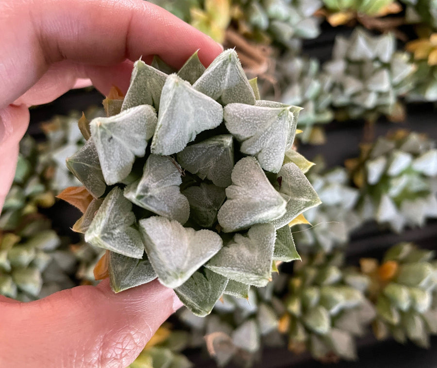 Rare Succulents - Haworthia Love (3")