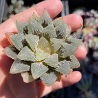 Rare Succulents - Haworthia Hakutei-Jyo 3&quot;