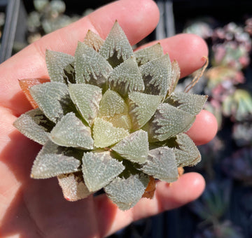 Rare Succulents - Haworthia Hakutei-Jyo 3"