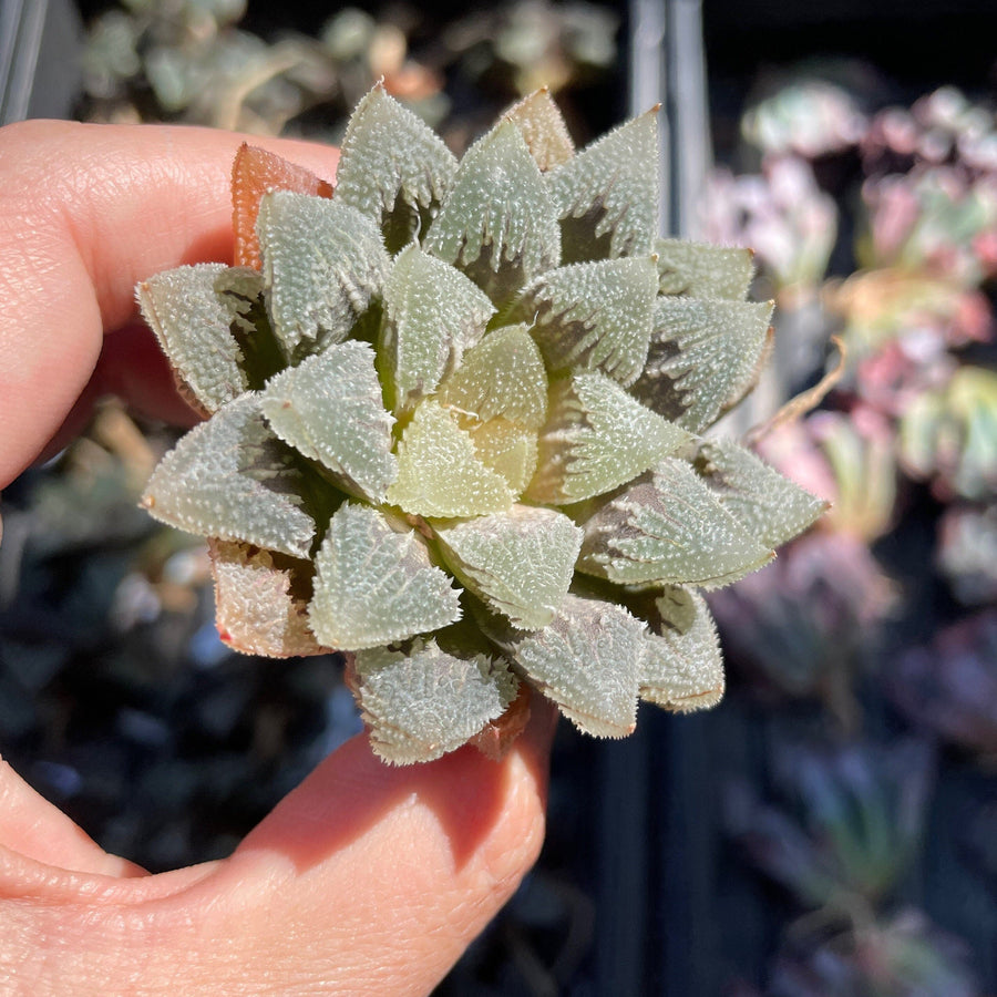 Rare Succulents - Haworthia Hakutei-Jyo 3"