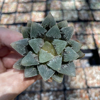 Rare Succulents - Haworthia Hakutei-Jyo 3&quot;