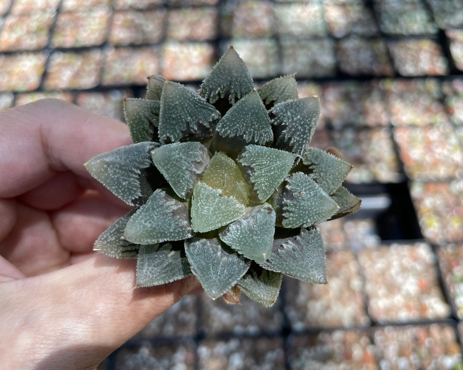 Rare Succulents - Haworthia Hakutei-Jyo 3"