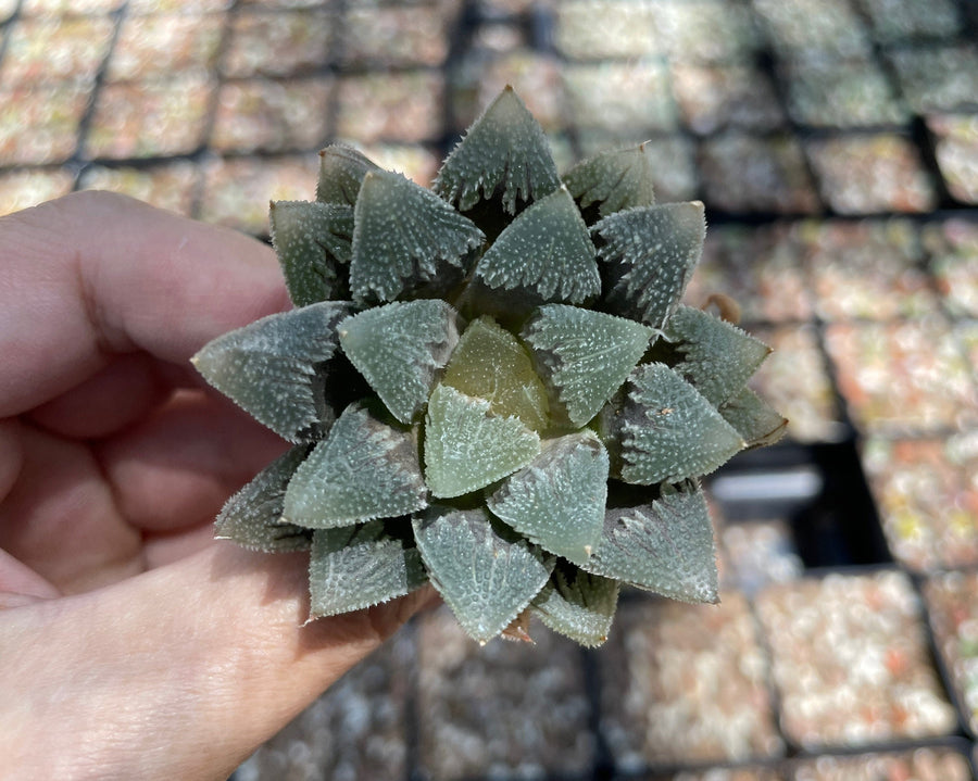 Rare Succulents - Haworthia Hakutei-Jyo 3"