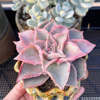 Rare Succulents - Echeveria Madiba Single stem