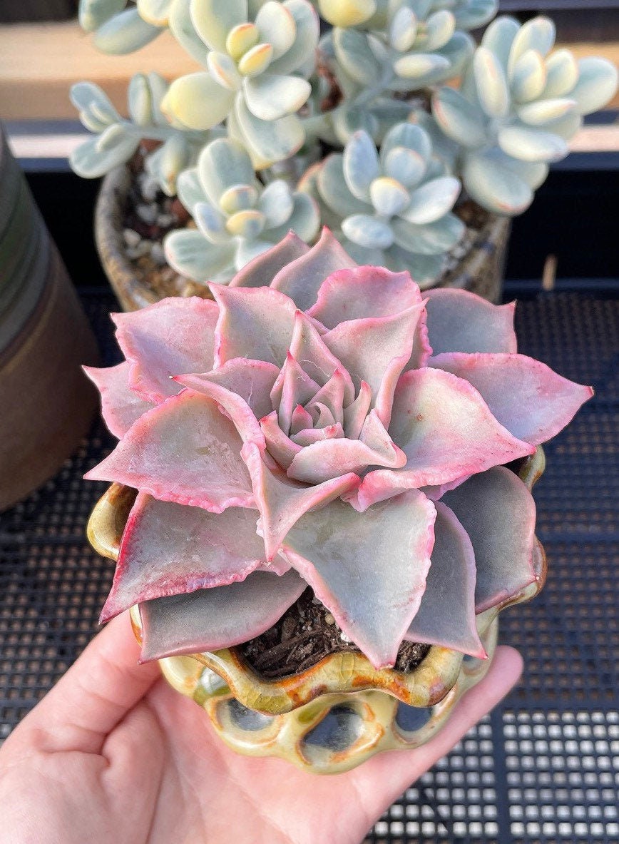 Rare Succulents - Echeveria Madiba Single stem