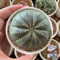 Rare Euphorbia - Euphorbia Obesa (2”)