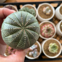 Rare Euphorbia - Euphorbia Obesa (2”)