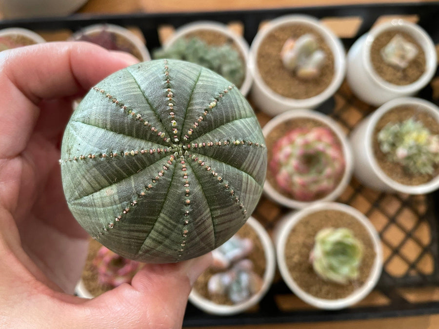 Rare Euphorbia - Euphorbia Obesa (2”)