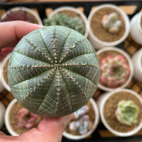 Rare Euphorbia - Euphorbia Obesa (2”)