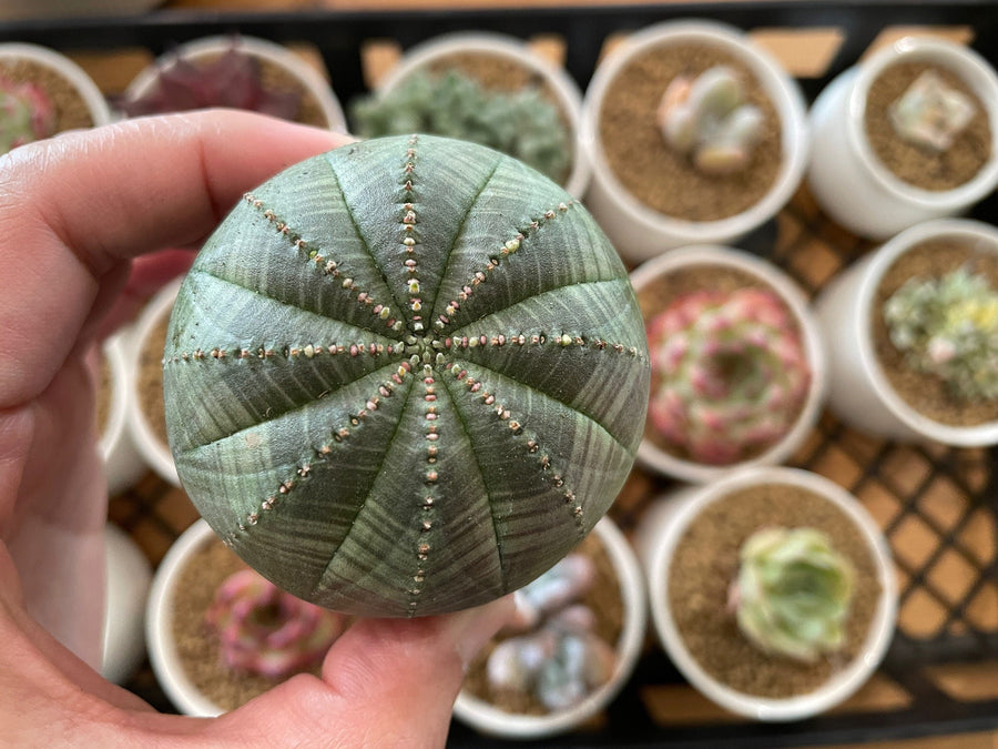 Rare Euphorbia - Euphorbia Obesa (2”)