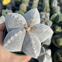 Rare Cactus - Astrophytum Coahuilense