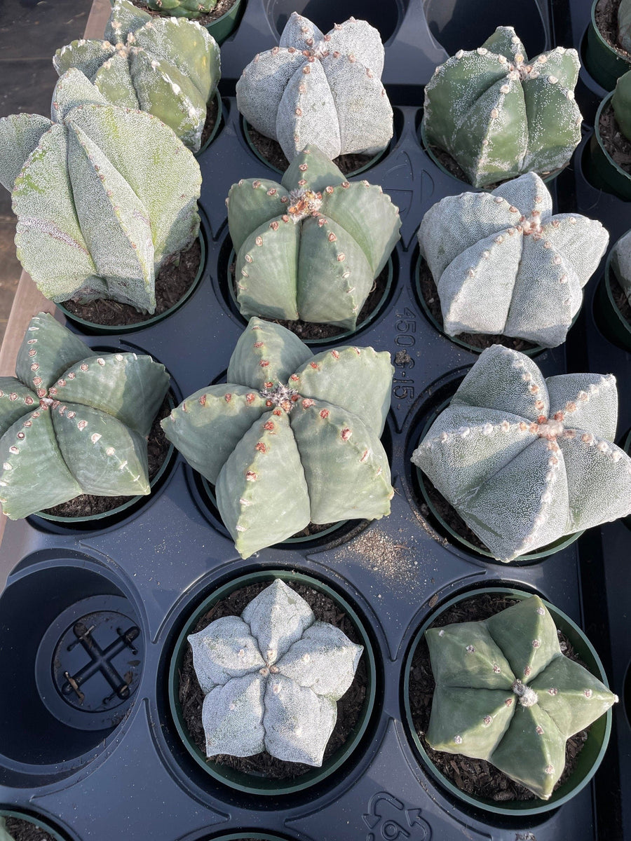 Rare Cactus - Astrophytum Coahuilense