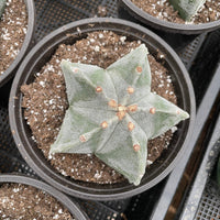 Rare Cactus - Astrophytum Coahuilense