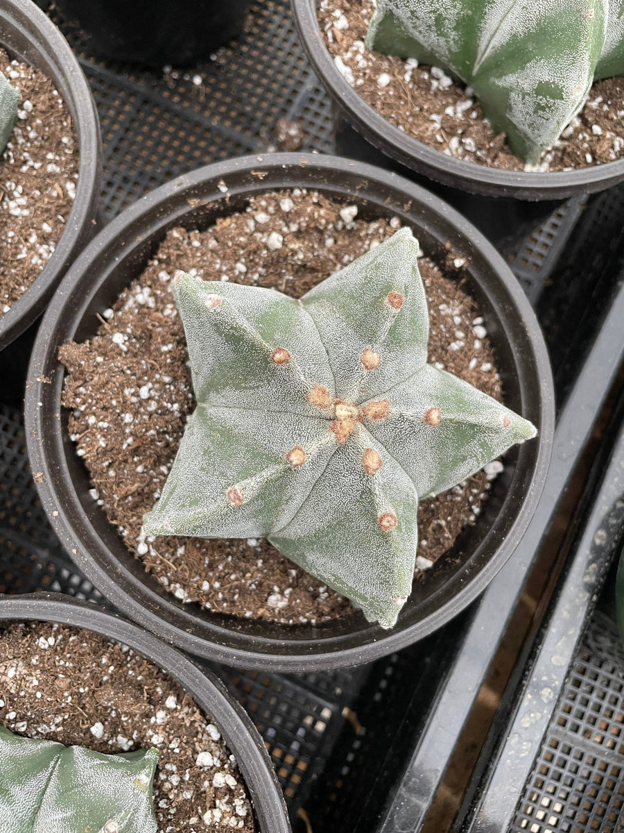 Rare Cactus - Astrophytum Coahuilense