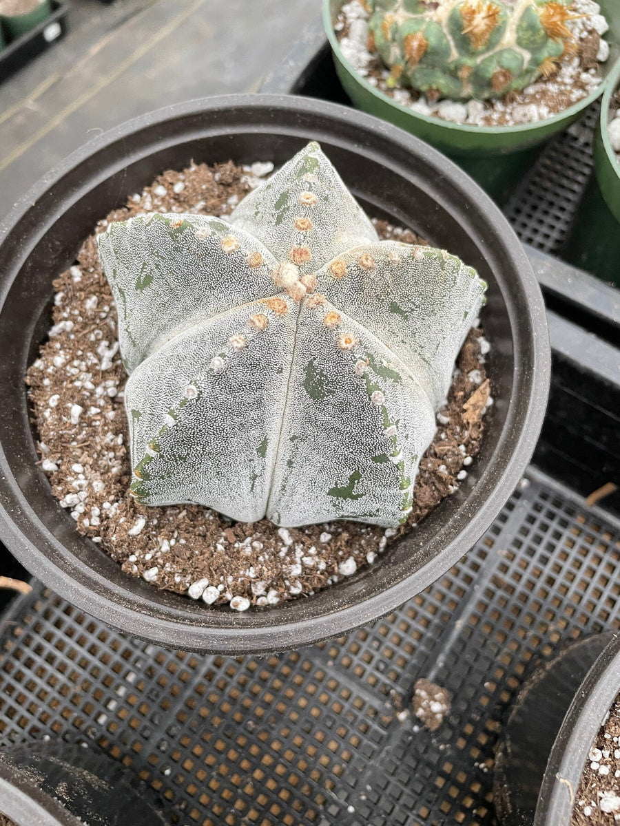 Rare Cactus - Astrophytum Coahuilense