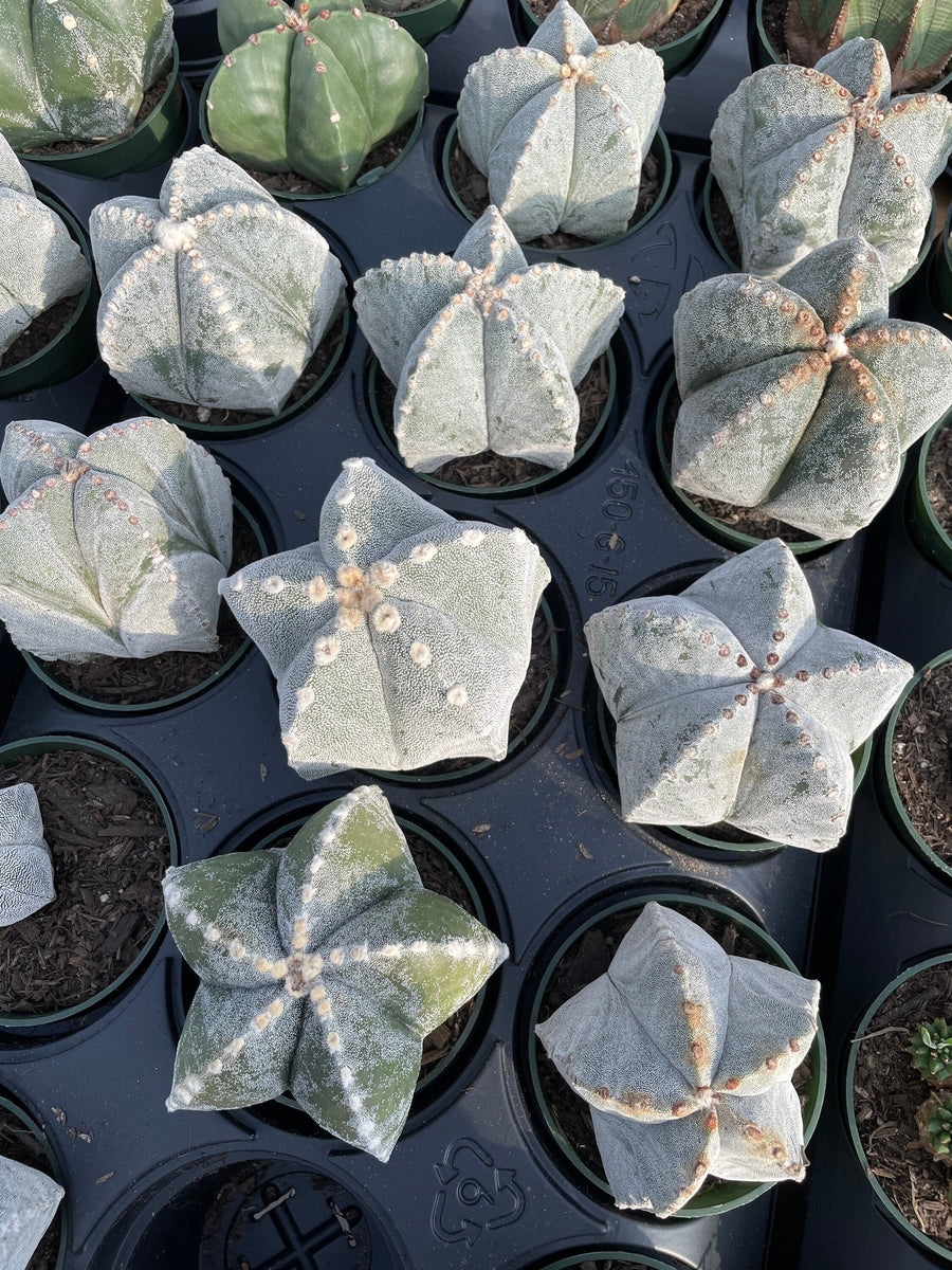 Rare Cactus - Astrophytum Coahuilense