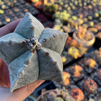 Rare Cactus - Astrophytum Coahuilense