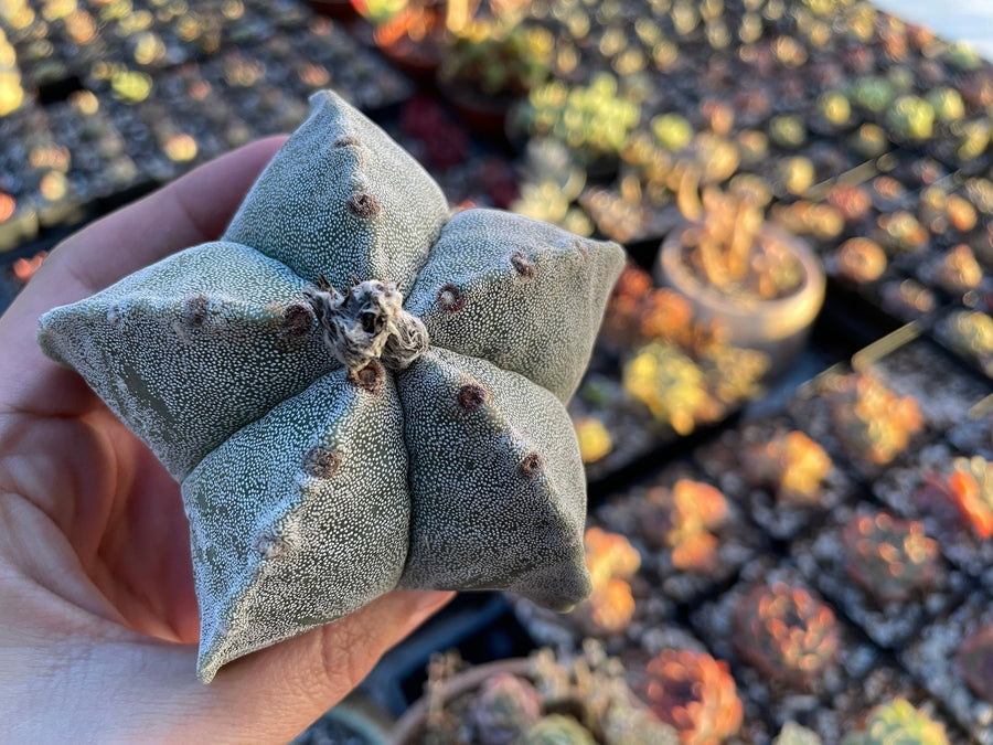 Rare Cactus - Astrophytum Coahuilense