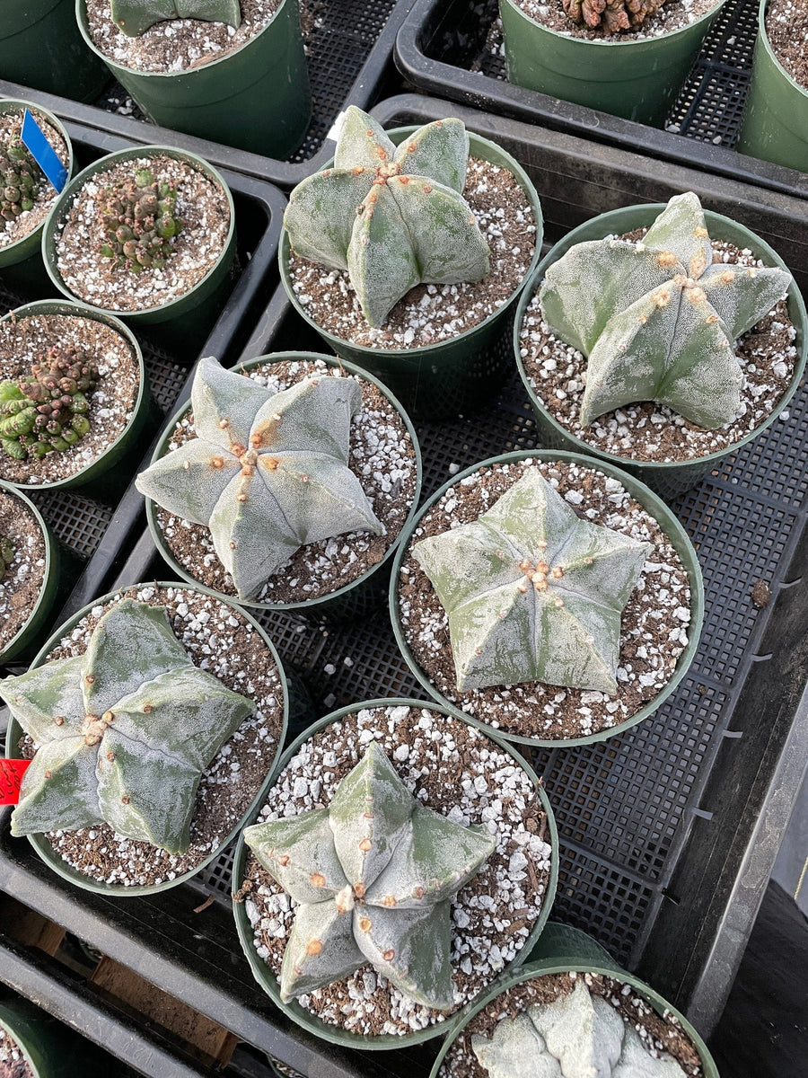 Rare Cactus - Astrophytum Coahuilense