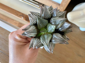 Rare Succulents - Haworthia magnifica var. atrofusca