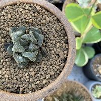 Rare Succulents - Haworthia Cooperi cv. Magic Thorn (2&quot;-2.5&quot;)