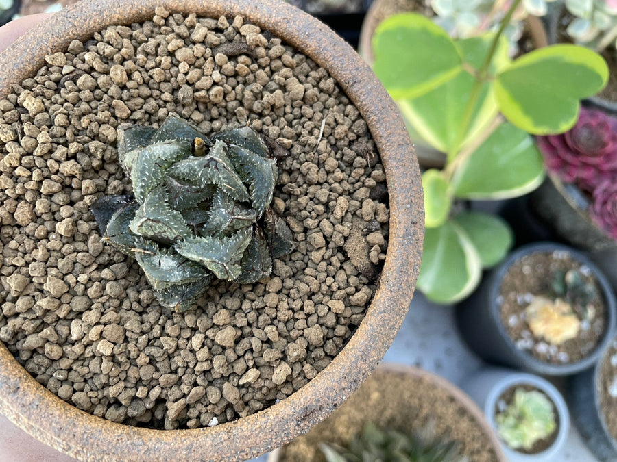 Rare Succulents - Haworthia Cooperi cv. Magic Thorn (2"-2.5")