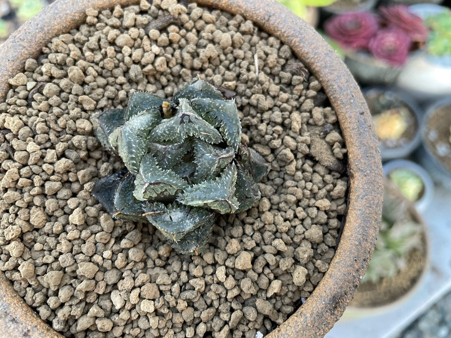 Rare Succulents - Haworthia Cooperi cv. Magic Thorn (2"-2.5")