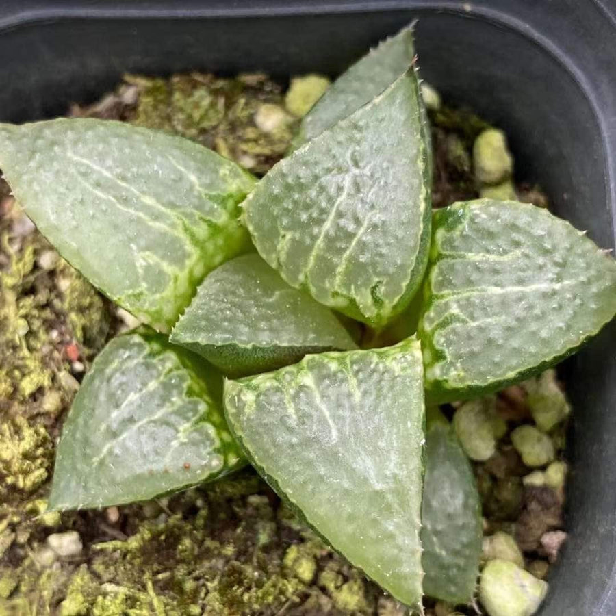 Rare Succulents - Haworthia Shuten Doji B type