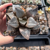 Rare Succulents - Haworthia Shuten Doji B type