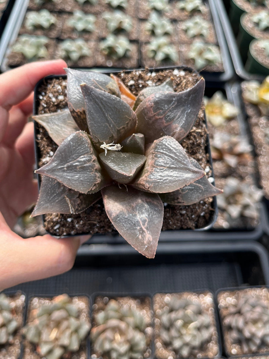 Rare Succulents - Haworthia Shuten Doji B type