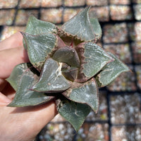 Rare Succulents - Haworthia Shuten Doji B type