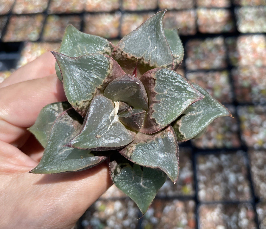 Rare Succulents - Haworthia Shuten Doji B type